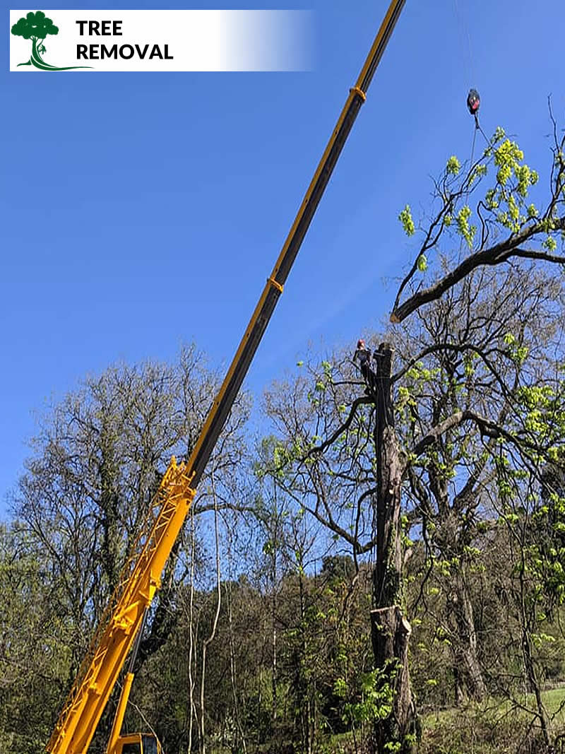 tree removal in preston